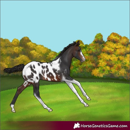 Horse Color:Brown Tobiano Appaloosa 