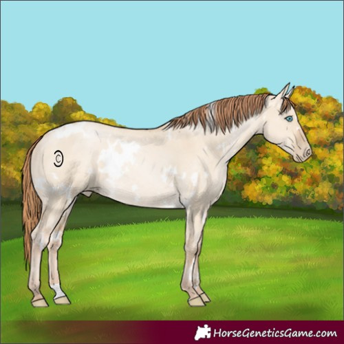 Horse Color:White Spotted Buckskin Pearl Dun Rabicano 