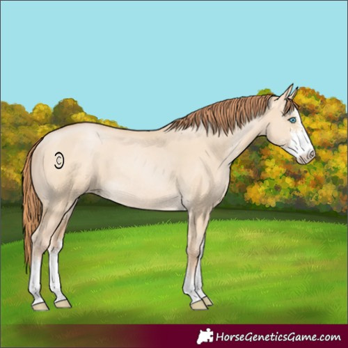 Horse Color:Buckskin Pearl Dun Sabino Rabicano