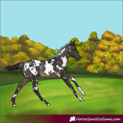 Horse Color:White Spotted Buckskin Rabicano 