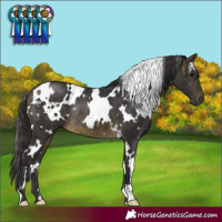 Horse Color:White Spotted Buckskin Rabicano