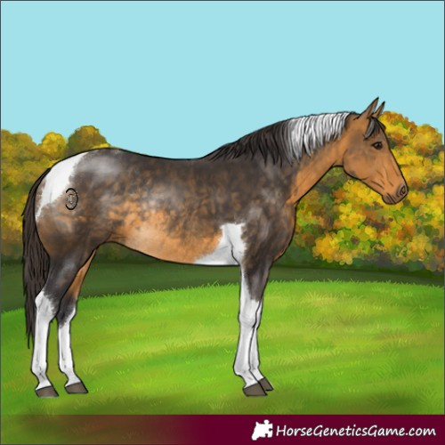 Horse Color:Buckskin Tobiano Rabicano 