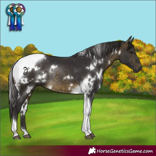 Horse Color:White Spotted Buckskin Tobiano Rabicano