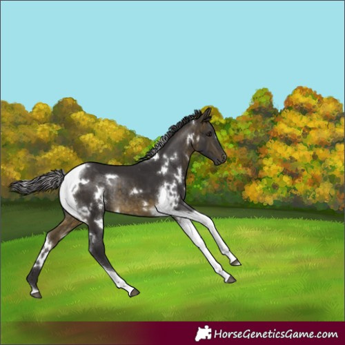 Horse Color:White Spotted Buckskin Tobiano Rabicano 