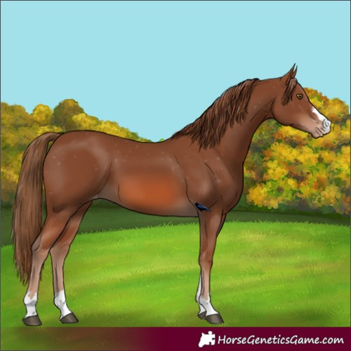 Horse Color:Chestnut Skewed Appaloosa
