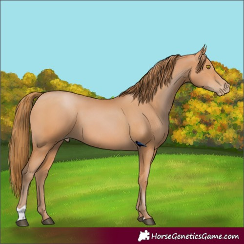 Horse Color:Bay Pearl