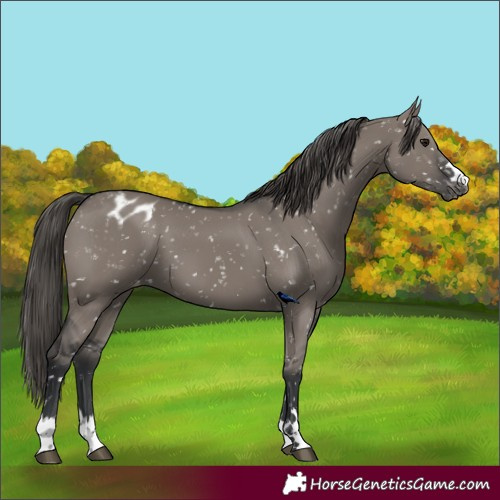 Horse Color:Grullo Appaloosa