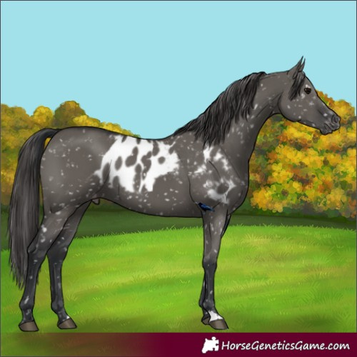 Horse Color:Grullo Skewed Appaloosa 