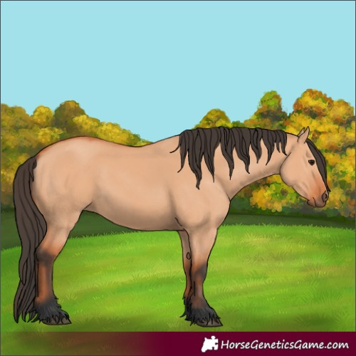 Horse Color:Bay Dun