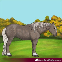 Horse Color:Silver Black
