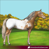 Horse Color:Gray Palomino Snowcap Rabicano
