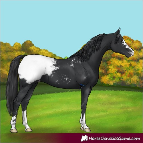 Horse Color:Black Appaloosa 