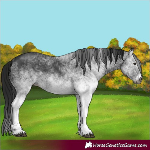 Horse Color:Gray White Spotted Black