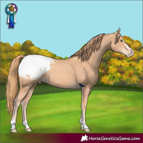 Horse Color:Gold Champagne Appaloosa 