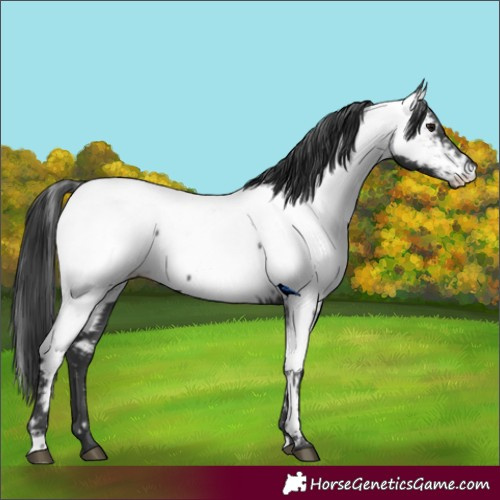 Horse Color:Black Appaloosa