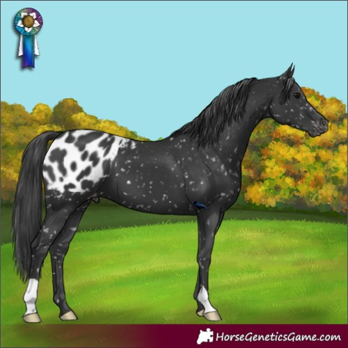 Horse Color:Black Appaloosa 