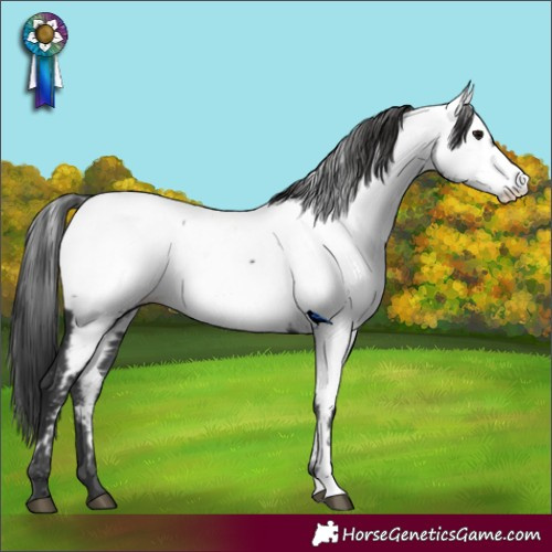 Horse Color:Black Appaloosa