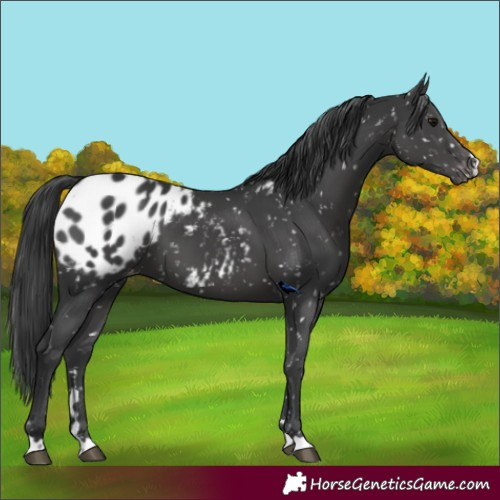 Horse Color:Black Appaloosa