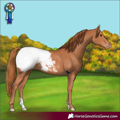 Horse Color:Chestnut Appaloosa 