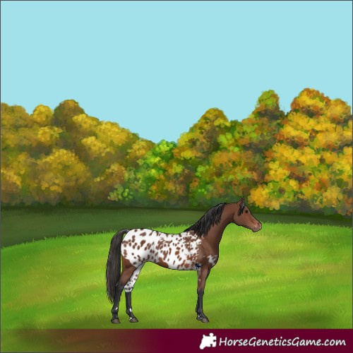 Horse Color:Brown Skewed Appaloosa Rabicano