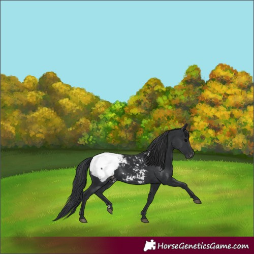 Horse Color:Black Appaloosa 