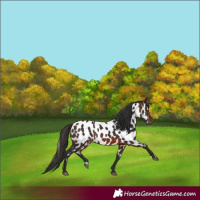 Horse Color:Brown Near Leopard 