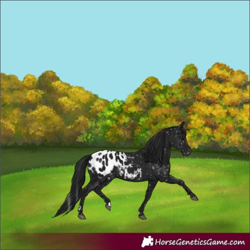 Horse Color:Gray Black Appaloosa 