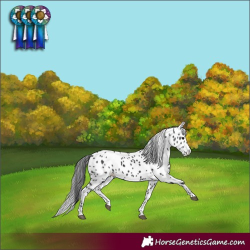 Horse Color:Black Skewed Appaloosa