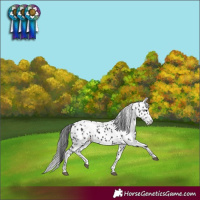 Horse Color:Black Skewed LP Spotted 