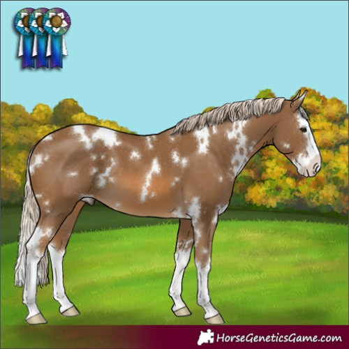 Horse Color:White Spotted Chocolate Palomino Splash 