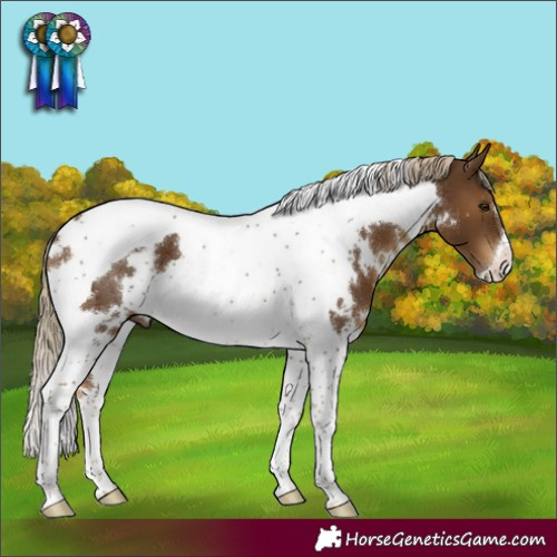 Horse Color:White Spotted Chocolate Palomino Tobiano 