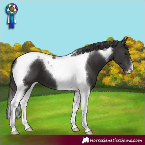 Horse Color:Smoky Black Tobiano 