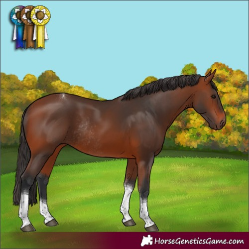 Horse Color:Bay Tobiano Rabicano