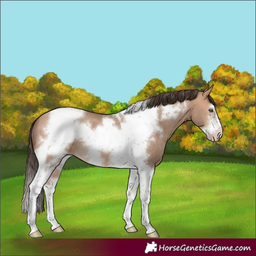 Horse Color:Amber Champagne Sabino Tobiano Frame 