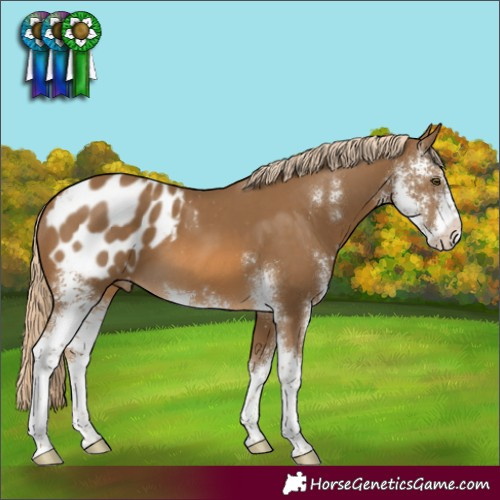 Horse Color:Chocolate Palomino Sabino Appaloosa 