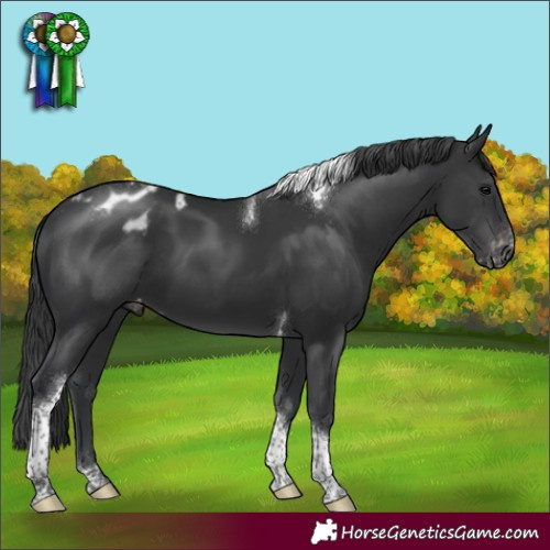 Horse Color:Black Tobiano Appaloosa 