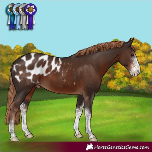Horse Color:Liver Chestnut Sabino Appaloosa