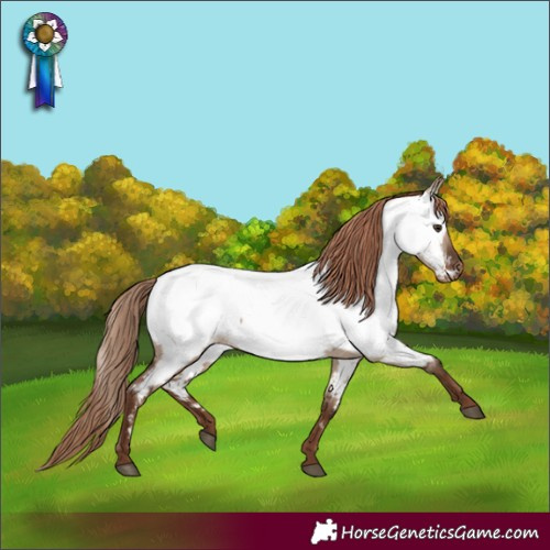 Horse Color:Liver Red Dun Appaloosa