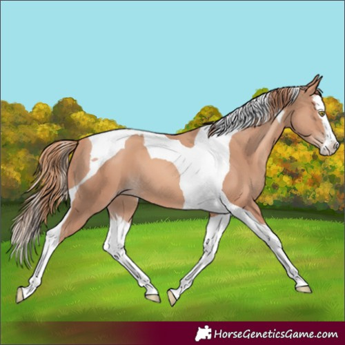 Horse Color:Gold Champagne Splash Tobiano 