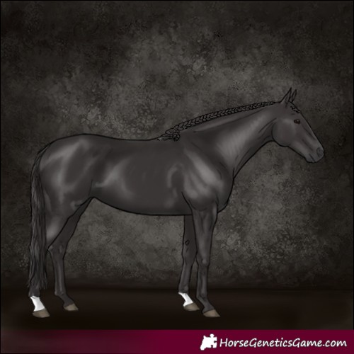 Horse Color:Smoky Black 