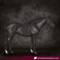 Horse Color:Smoky Black