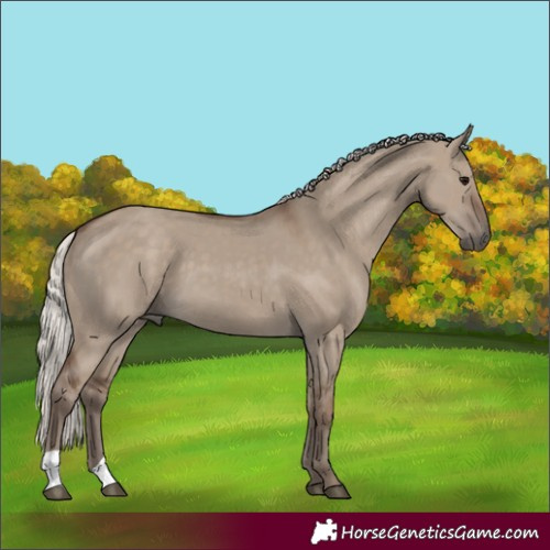 Horse Color:Silver Grullo