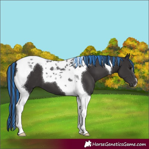 Horse Color:Painted Smoky Black Tobiano