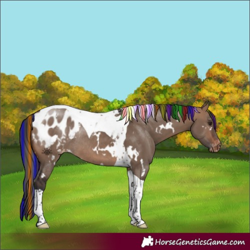 Horse Color:Painted White Spotted Brown Dun Tobiano Appaloosa Rabicano 
