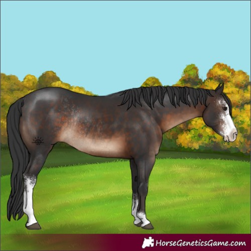 Horse Color:Brown Sabino Rabicano