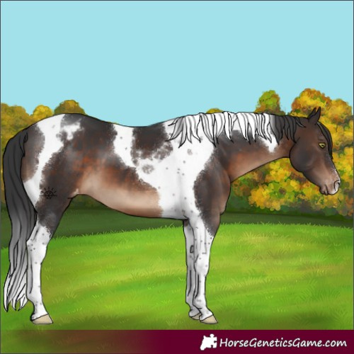 Horse Color:Brown Tobiano Appaloosa