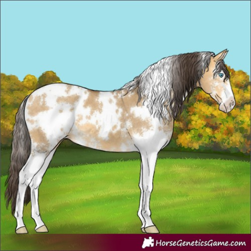 Horse Color:White Spotted Sable Cream Champagne Dun Sabino 