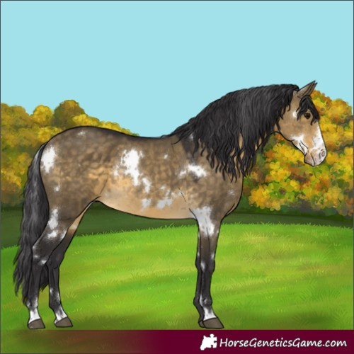 Horse Color:White Spotted Buckskin Dun Sabino Rabicano