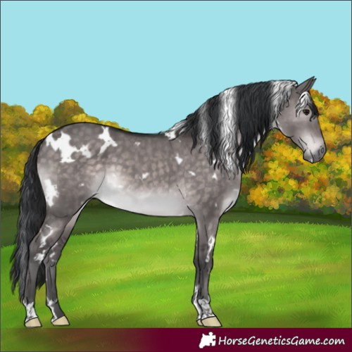 Horse Color:Platinum White Spotted Brown Dun