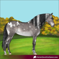 Horse Color:Platinum White Spotted Brown Dun 